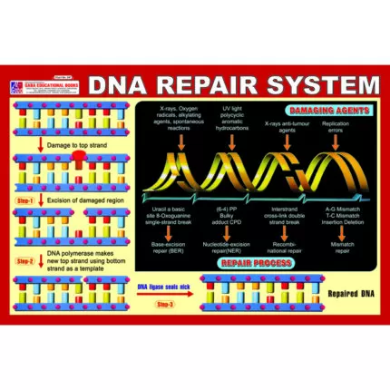 Chart No 247 (DNA Repair System)
