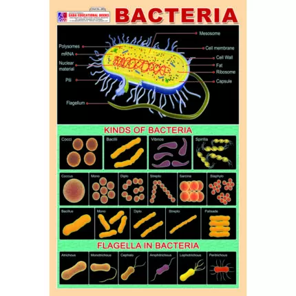 Chart No 249 (Bacteria)