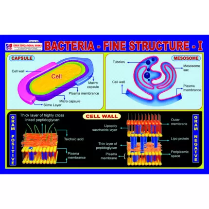 Chart No 250 (Bacteria - Fine Structure - I)