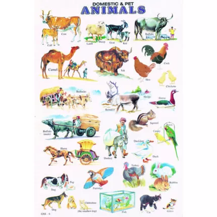 Sheet No 51 (Domestic and Pet Animals)