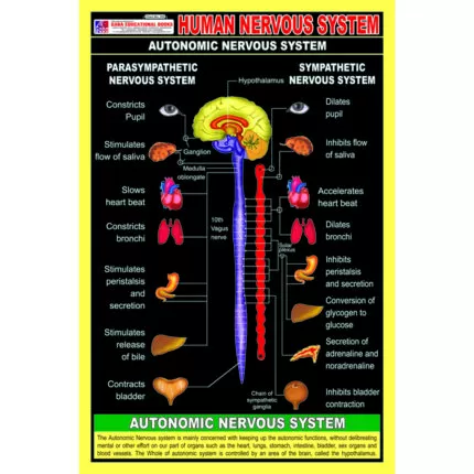 Chart No 255 (Human Nervous System)