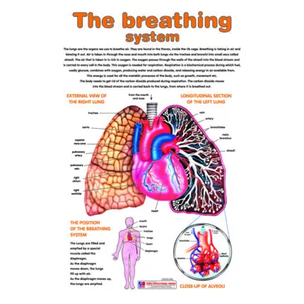 Chart No 67 (The Breathing System)