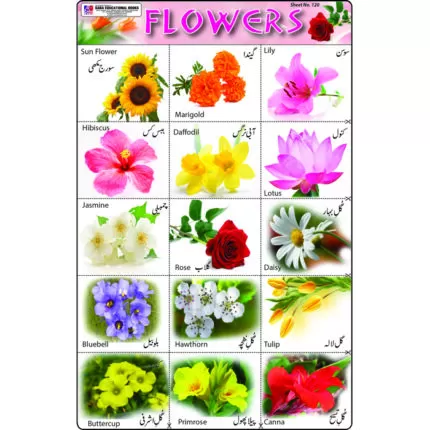 Sheet No 120 (Flowers)