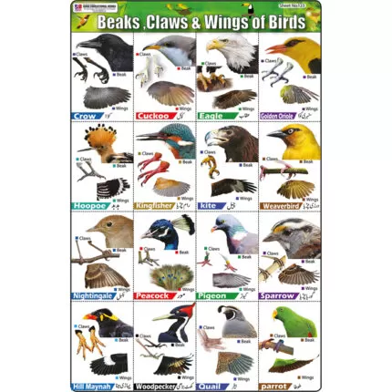 Sheet no 123 (Beaks, Claws and Wing of Birds)