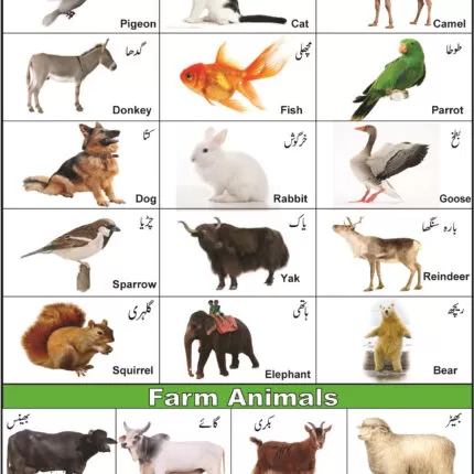 Sheet No 14 (Domestic Animals and Pets)