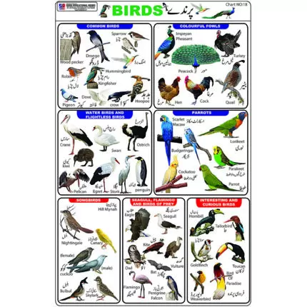 Chart No 18 (Birds)