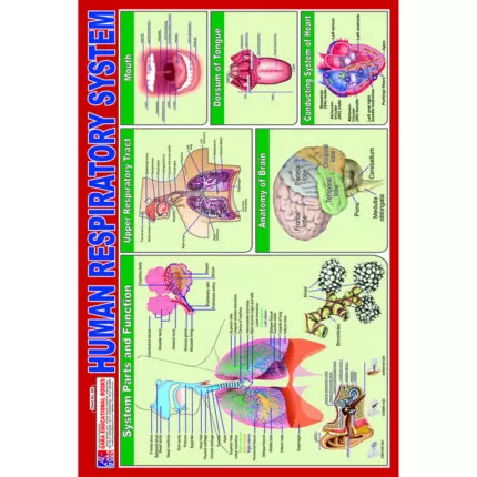 Chart No 257 (Human Respiratory System