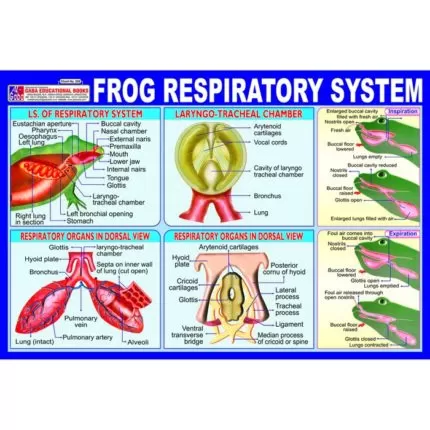 Chart No 273 (Frog Respiratory System)