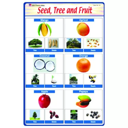 Sheet No 56 (Seed, Tree and Fruit)