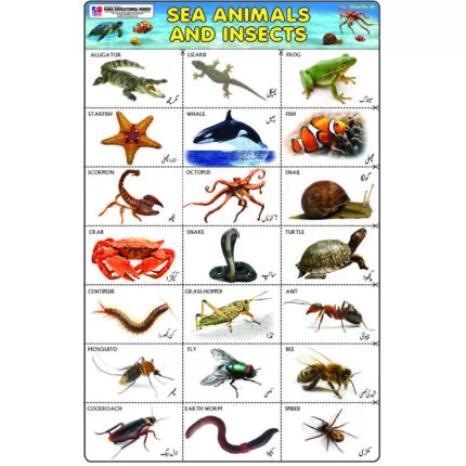 Sheet No 90 (Sea Animals and Insects)