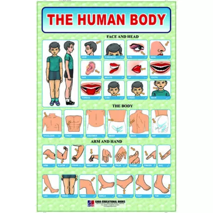 Chart No 28 (The Human Body)