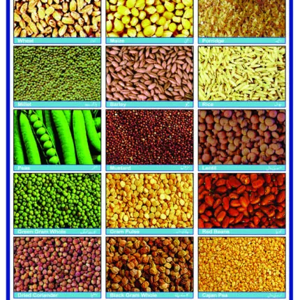 Sheet No 152 (Cereals, Pulses and Spices)