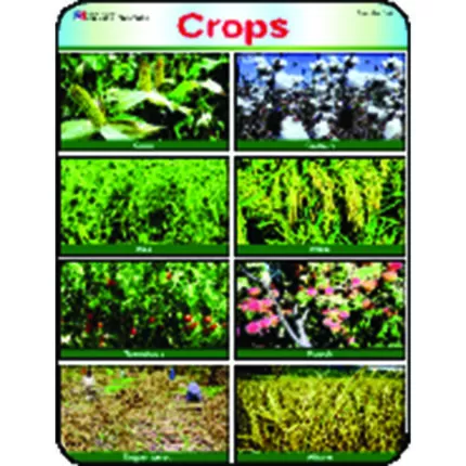 Sheet No 244 (Crops)