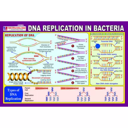 Chart No 251 (DNA Replication In Bacteria )