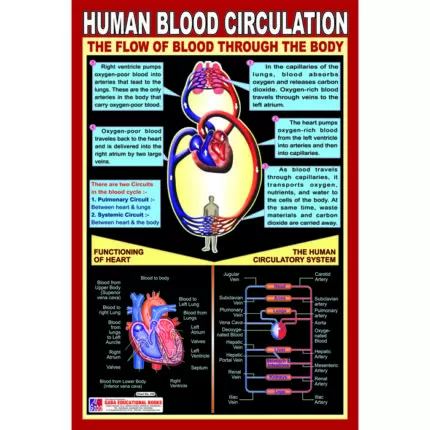 Chart No 252 (Human Blood Circulation)