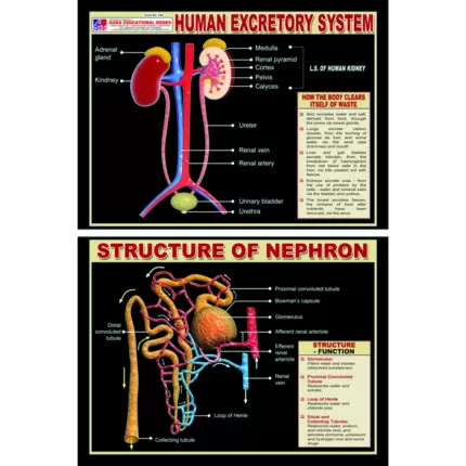 Chart No 254 (Human Excretory System)