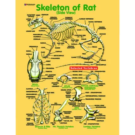 Chart No 184 (Skeleton Of Rat)