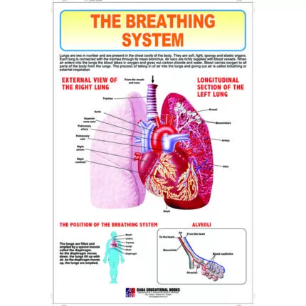 Chart No 256 (The Breathing System)
