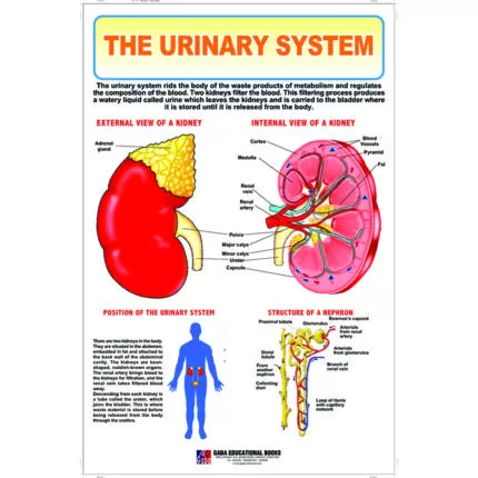 Chart No 76 (The Urinary System)